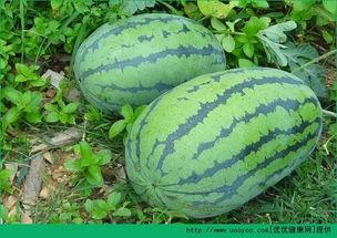 痛经可以吃小瓜