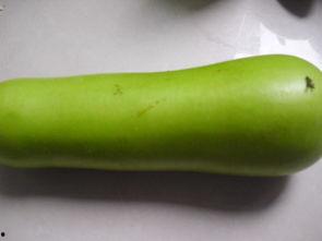 圆葫芦瓜怎样吃