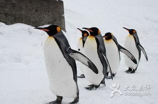 人间企鹅在线吃瓜,在线吃瓜，笑看风云变幻