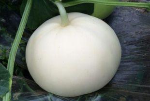 吃梨瓜中毒视频,揭秘瓜果安全知识