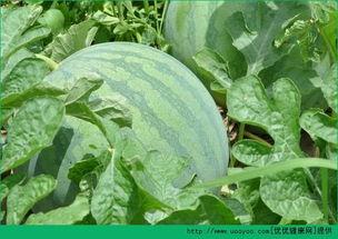 清晨吃新瓜,夏日清新滋味