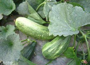 吃黄肉瓜,探寻黄肉瓜的独特风味与营养奥秘