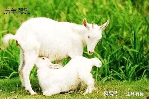吃瓜小羊崽,揭秘娱乐圈的幕后故事
